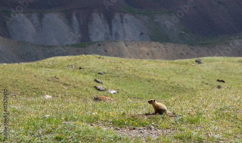 marmot in alpine meadow with steep rock mountain in the background 