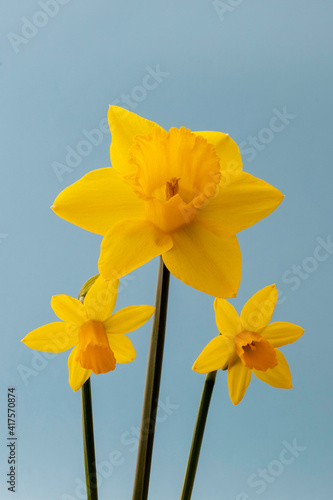 A bunch of small and large spring daffodils