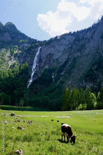 Cows grazing in front of a waterfall in the Bavarian Alps in Berchtesgaden