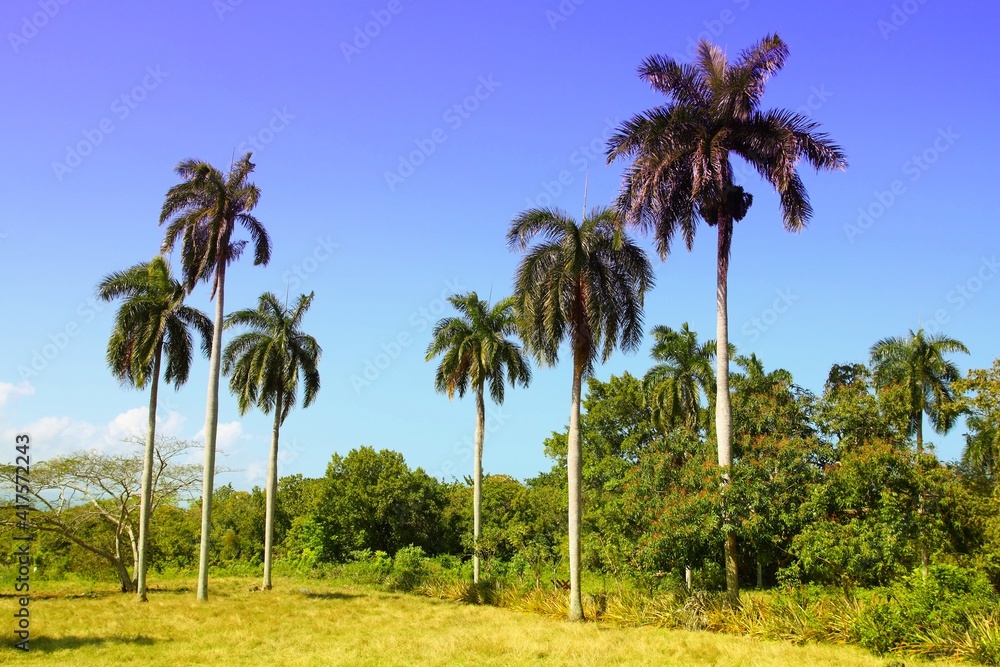 Nature in Cuba Nature in Cuba