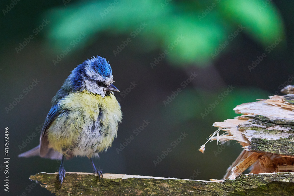 Obraz premium Blue tit with wet feather perching