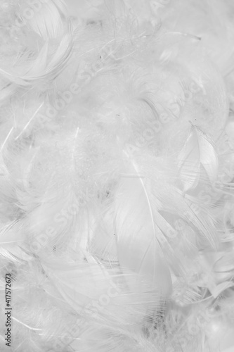 white duck feathers with visible details. textura or background