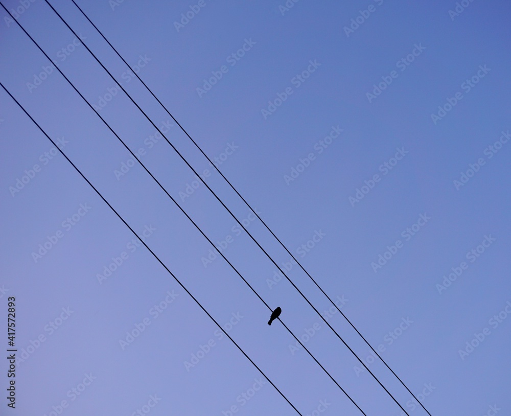 Silhouette of a bird sitting on an electric cable Silhouette of a bird sitting on an electric cable