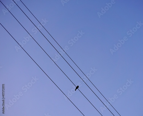 Silhouette of a bird sitting on an electric cable 