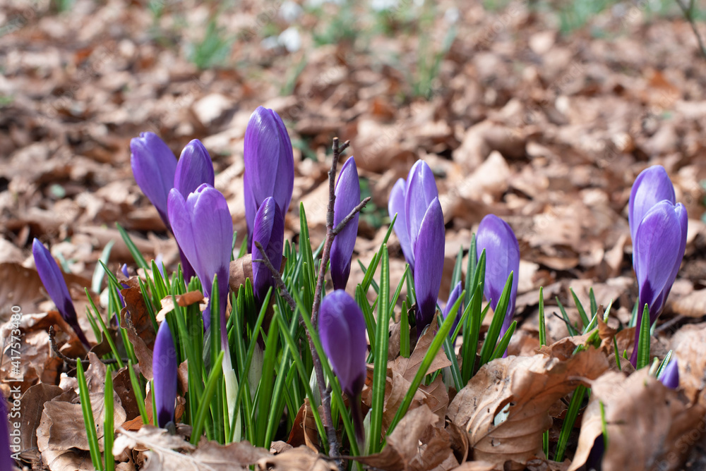 spring purple and yellow flowers in the park spring purple and yellow flowers in the park