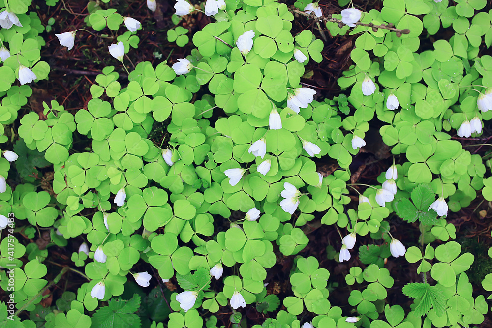 oxalis blooms in the forest, landscape in the spring forest, seasonal first flowers oxalis blooms in the forest, landscape in the spring forest, seasonal first flowers