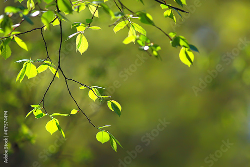 spring branches young leaves, abstract background seasonal march april, buds on branches nature