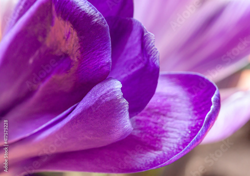 Purple crocus petals close up. Spring flower abstact macro 
