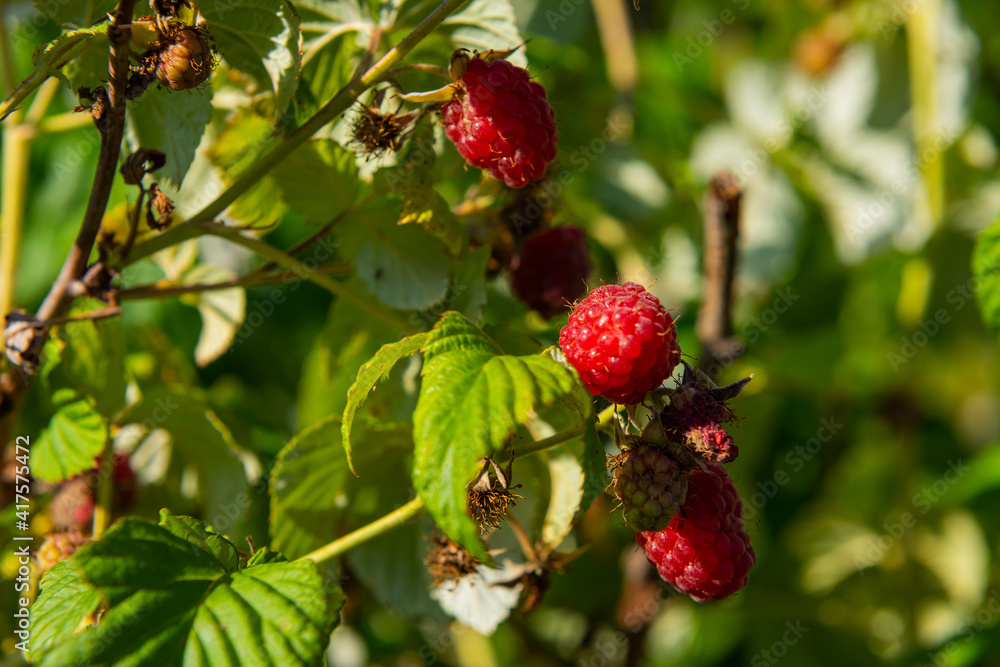 .the harvest of raspberrie .the harvest of raspberrie