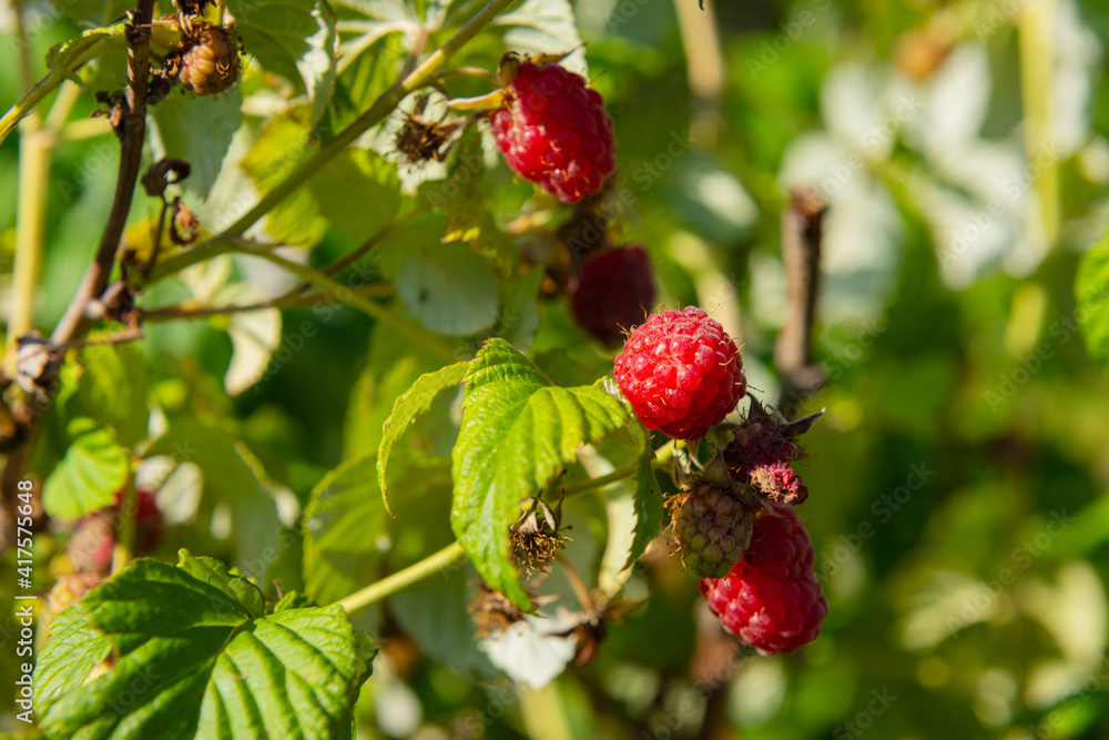 .the harvest of raspberrie .the harvest of raspberrie
