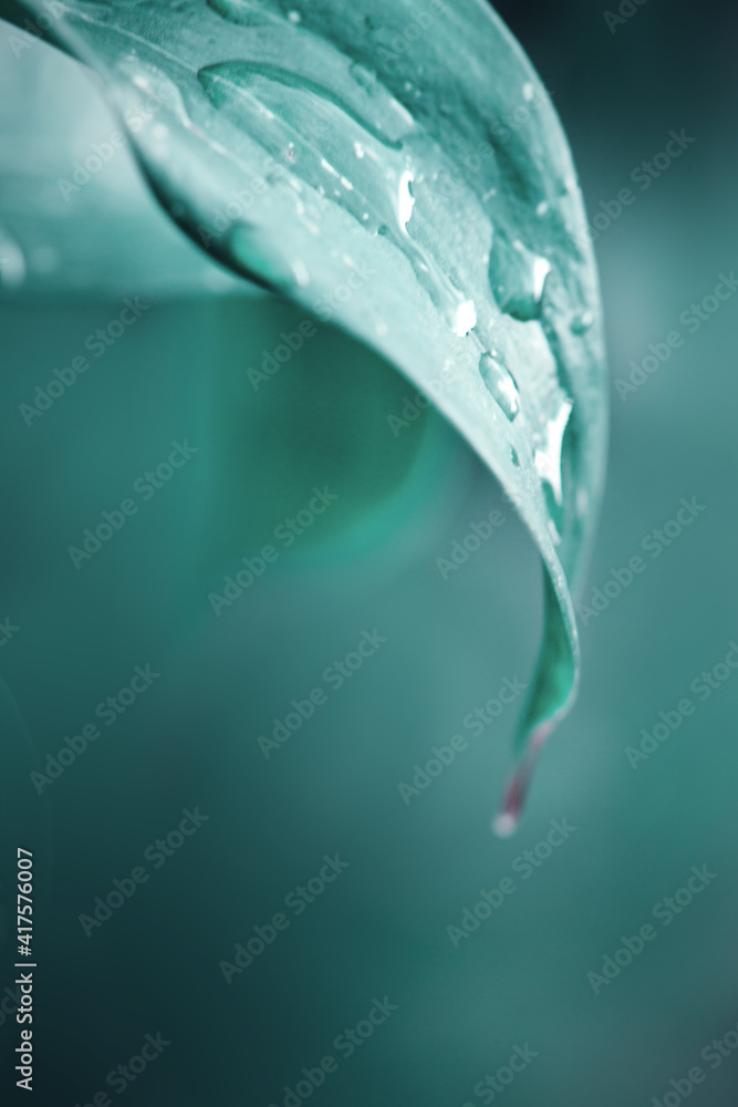 Green leaf of rose flower isolated on blur background. Green leaf of rose flower isolated on blur background.