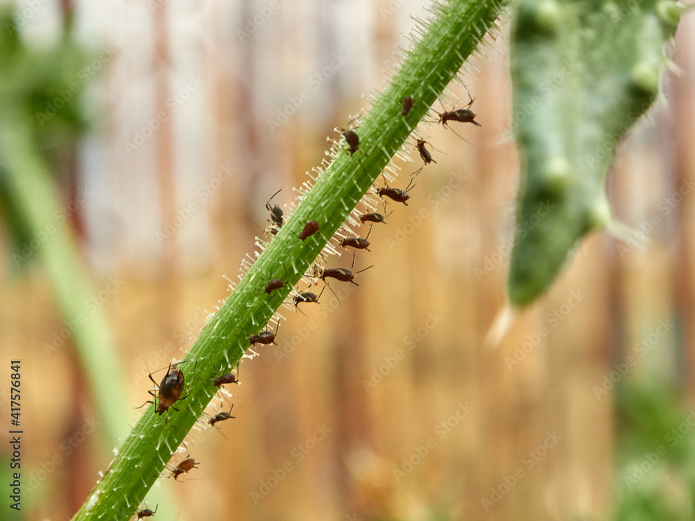 Aphid Infestation Of Garden Plants Aphid Infestation Of Garden Plants