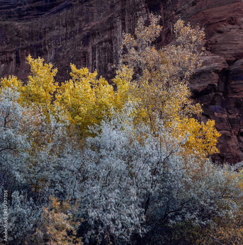 Fall colors at Canyon de Chelley Arizona USA.  photo