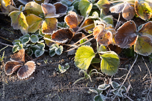 Green leaves with ice edge and sun. How to winteren strawberry seedlings. © Nils
