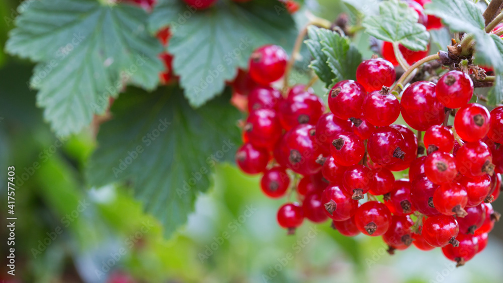 Branch of red currant with green leaves close-up. Branch of red currant with green leaves close-up.