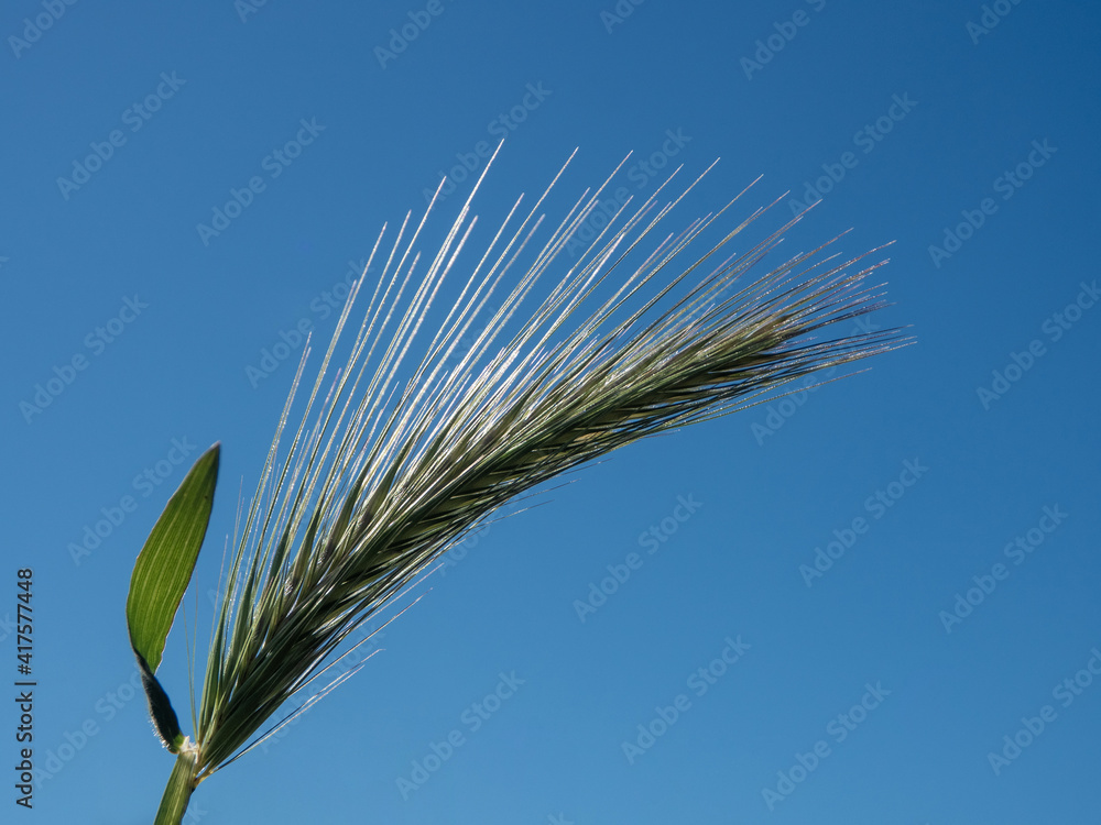 Barley field in Finland. Barley (Hordeum vulgare) is a member of the grass family and a major cereal grain grown in temperate climates globally Barley field in Finland. Barley (Hordeum vulgare) is a member of the grass family and a major cereal grain grown in temperate climates globally