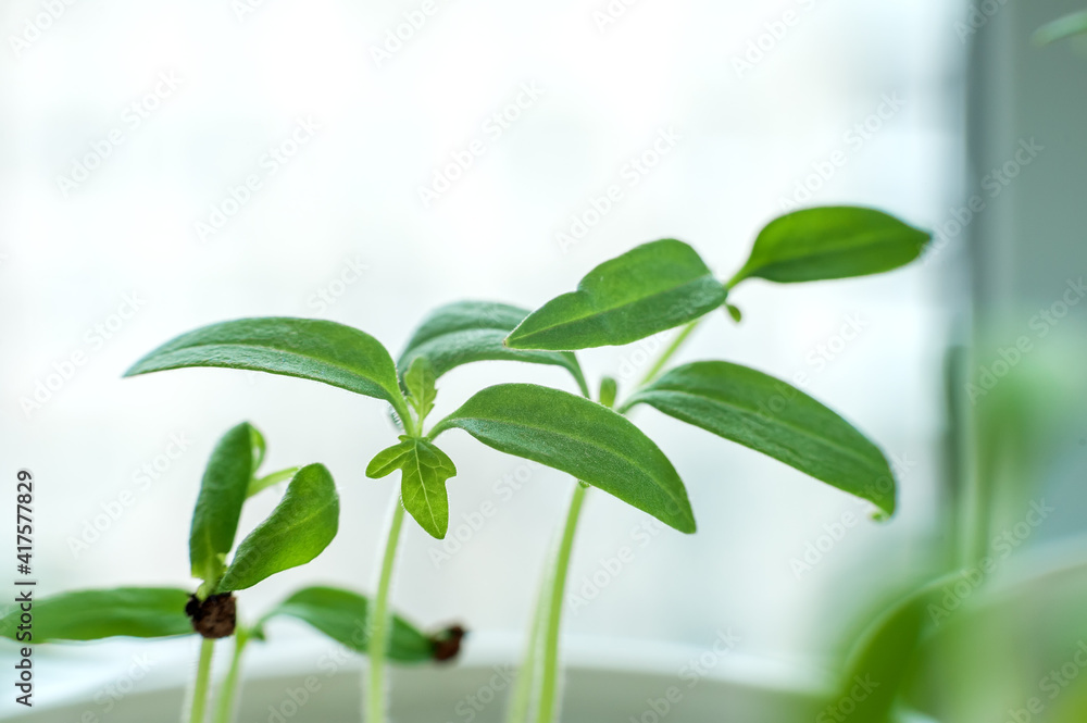 Sprouting tomato seedlings at home on a windowsill. Sprouting tomato seedlings at home on a windowsill.