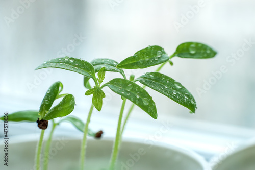 Sprouting tomato seedlings at home on a windowsill. Tomato seedling with water drops on leaves 
