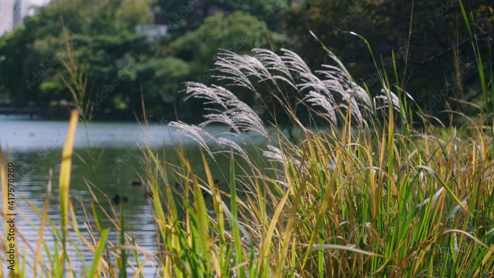 Silvergrass - Miscanthus On The Bank Of River Swaying In The Wind At Summer In Tokyo, Japan. - wide, static Silvergrass - Miscanthus On The Bank Of River Swaying In The Wind At Summer In Tokyo, Japan. - wide, static