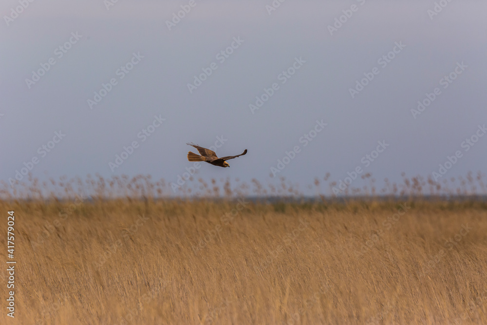 Western marsh harrier (Circus aeruginosus) in Aiguamolls De L'Emporda Nature Reserve, Spain Western marsh harrier (Circus aeruginosus) in Aiguamolls De L'Emporda Nature Reserve, Spain