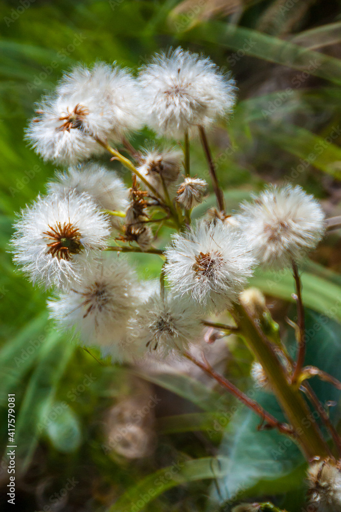 verblühender Löwenzahn (Taraxacum) verblühender Löwenzahn (Taraxacum)