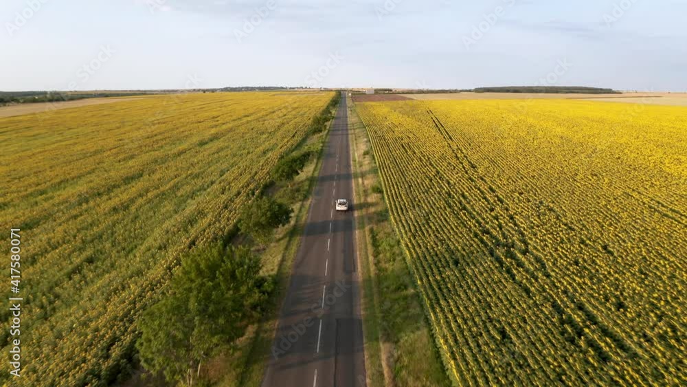 Aerial drone view of yellow sunflower field and a road with cars through it.. Aerial drone view of yellow sunflower field and a road with cars through it..