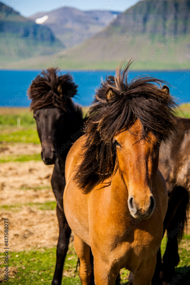Summer landscape and horses in Southern Iceland, Europe Summer landscape and horses in Southern Iceland, Europe