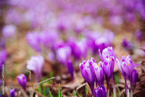 Beautiful purple crocuses in spring time. Spring natural background with first flowers.