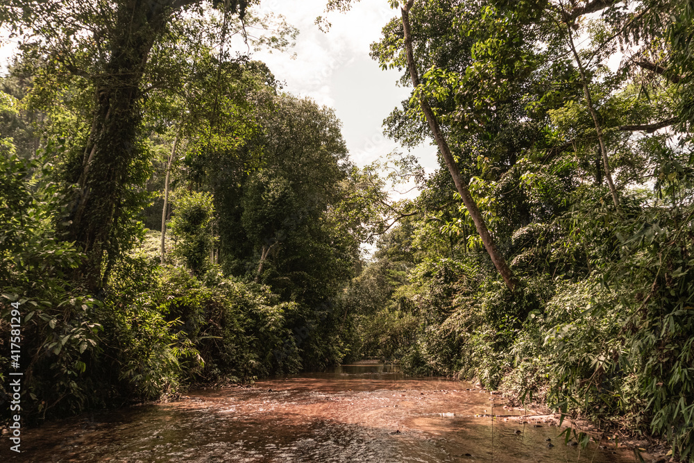 Piękna rzeka z kamieniami pośród dżungli, deszczowego lasu tropikalnego.  - obrazy, fototapety, plakaty 