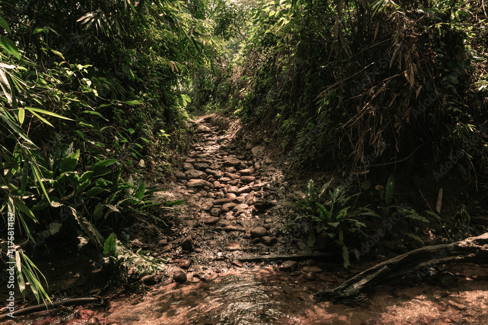 Piękna kamienna ścieżka pośród dżungli, tropikalny las deszczowy. - obrazy, fototapety, plakaty 