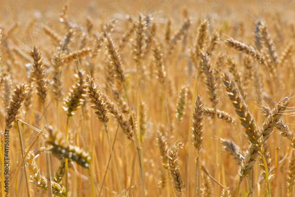 golden spikelets of wheat in the field close up. Ripe large golden ears of wheat against the yellow background of the field. Close-up, nature. The idea of a rich summer harvest, farming golden spikelets of wheat in the field close up. Ripe large golden ears of wheat against the yellow background of the field. Close-up, nature. The idea of a rich summer harvest, farming