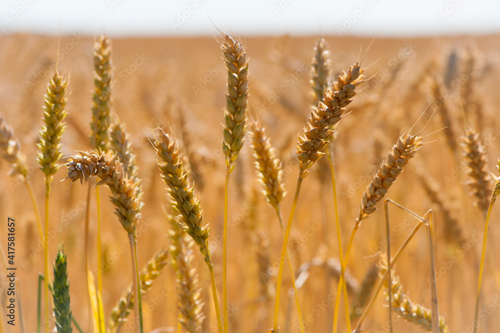 Fototapeta premium Wheat field. Ears of golden wheat. The concept of a rich harvest, agro-industrial complex, farming. golden spikelets of ripe wheat in the field close-up. blurred background. soft selective focus
