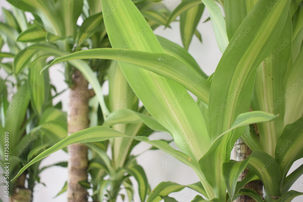 Obraz premium plantas