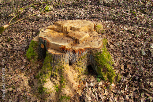 Tree stump of a fresh cut tree