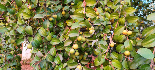 Canvas Print Closeup shot of ziziphus fruits on the branches of a jujube shrub