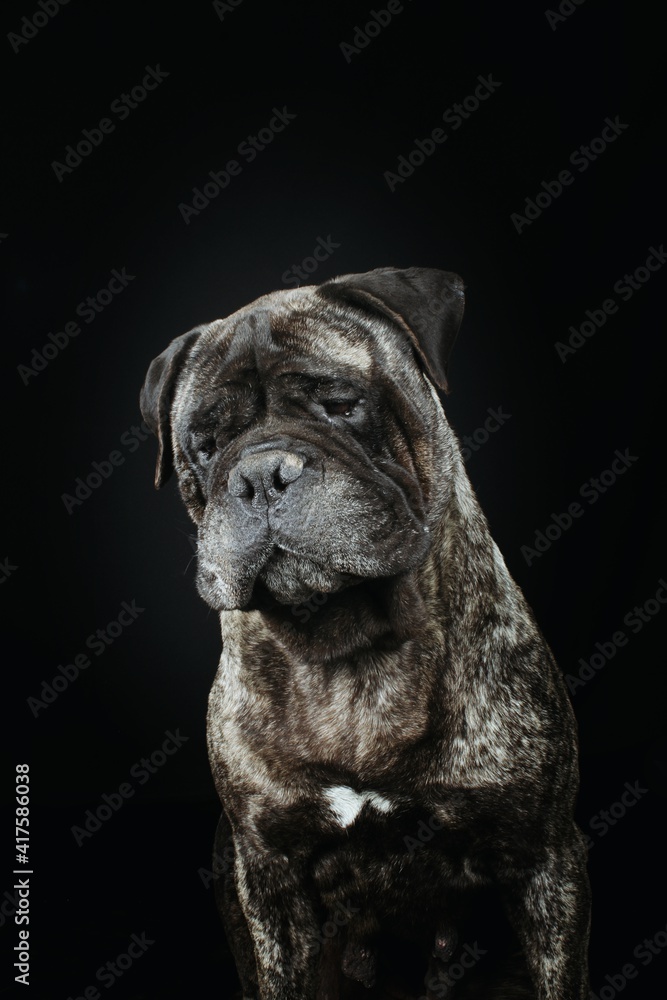 bullmastiff dog portrait isolated in black background