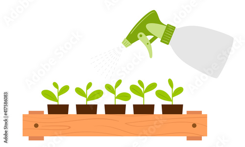 Spraying seedling cups from a spray bottle. Moistening of foliage. Plant care. Botanical vector illustration in cartoon flat style, isolated on white background.