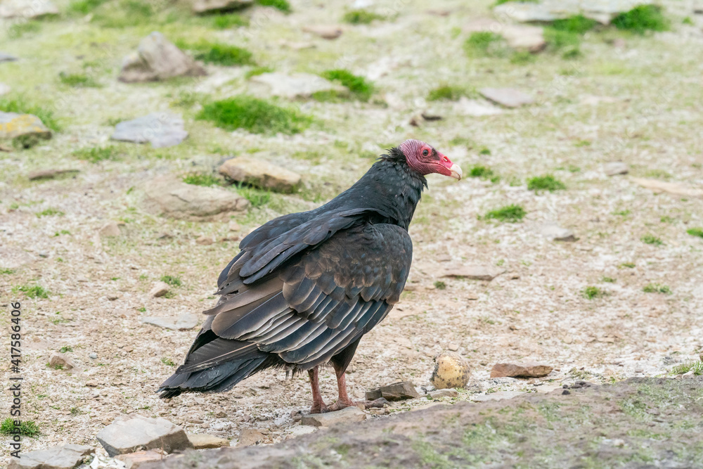 The Turkey vulture (Cathartes aura) The Turkey vulture (Cathartes aura)