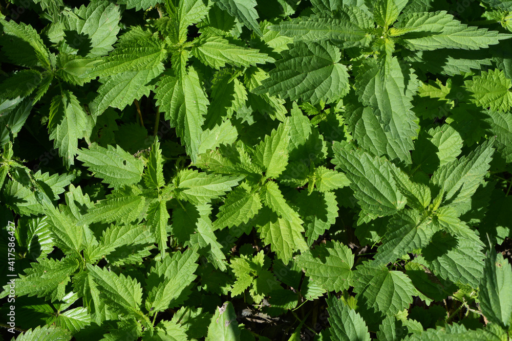 Top view on green nettle growing in the garden. Urtica dioica. Top view on green nettle growing in the garden. Urtica dioica.