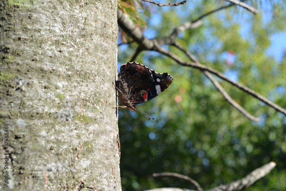 Vanessa atalanta or red admiral. Beautiful butterfly on cedar trunk in summer. Macro view Vanessa atalanta or red admiral. Beautiful butterfly on cedar trunk in summer. Macro view