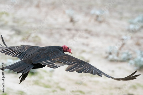 The Turkey vulture (Cathartes aura)