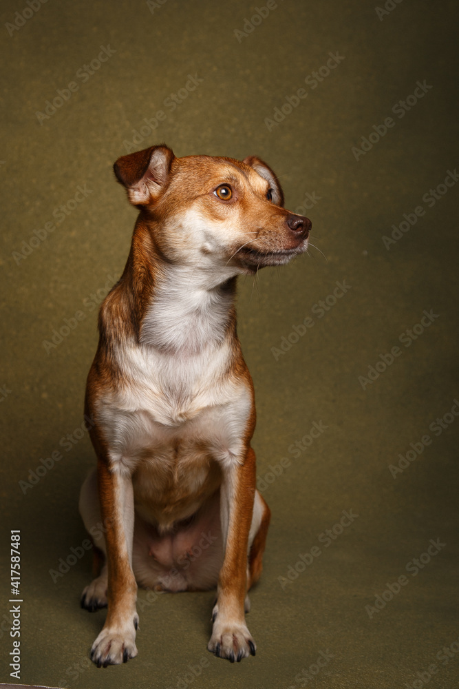 portrait of a brown dog