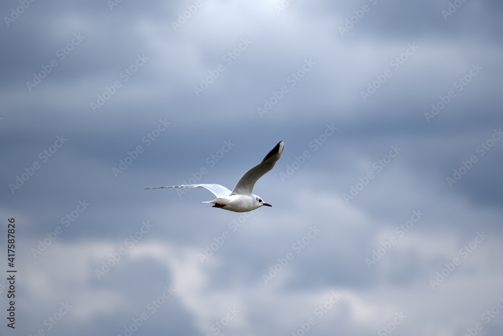 Sea-gull flying in cloudy blue sky, rainy weather