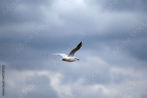 Sea-gull flying in cloudy blue sky  rainy weather
