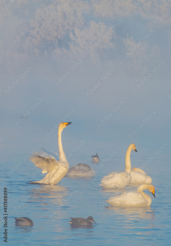 Fototapeta premium A gentle view of white swans glowing in the morning frost in the winter light. Beautiful fog soars above the water. The love relationship between birds. Swans. Altai Republic. Siberia. Russia.