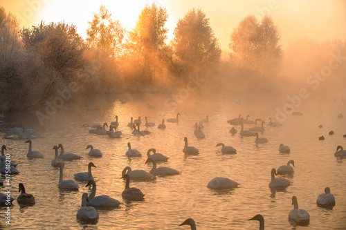 Tableau sur toile Wintering of white swans trumpeters in the morning fog on an ice-free lake