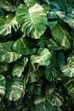Ciemno zielone naturalne tło, tropikalne liście monstera.