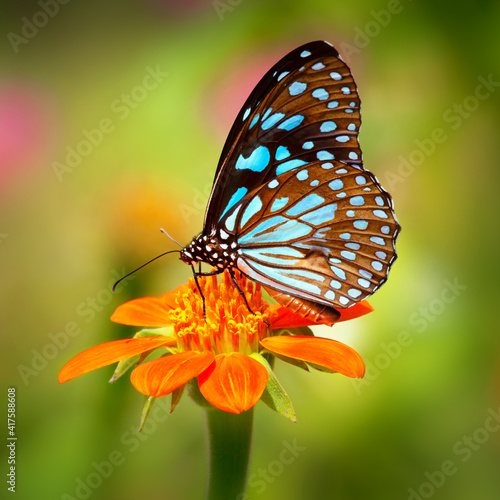 Butterfly Blue Tiger or Danaid Tirumala limniace on red sunflower or Mexican sunflower (Tithonia rotundifolia), with green yellow blurred bokeh background	

