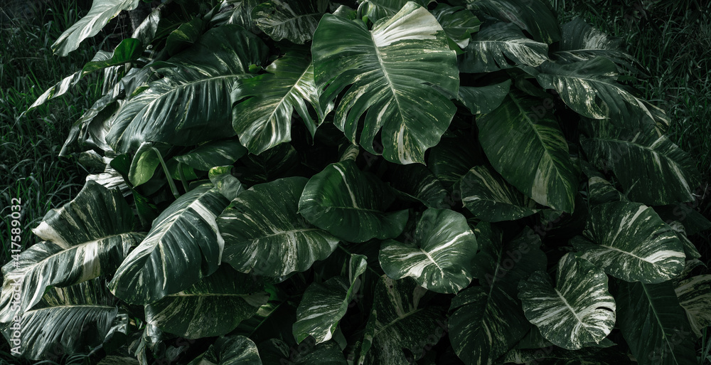 Ciemno zielone naturalne tło, tropikalne liście monstera. - obrazy, fototapety, plakaty 