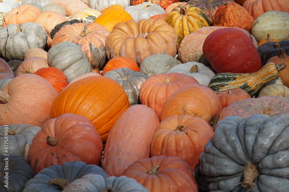 Harvest of pumpkins in autumn Harvest of pumpkins in autumn